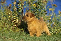 Norfolk Terrier (Canis familiaris) portrait on lawn