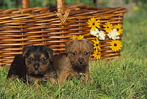 Norfolk Terrier (Canis familiaris) pair of puppies