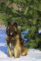 Belgian Tervuren (Canis familiaris) adult sitting in snow