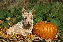 Scottish Terrier (Canis familiaris) puppy next to pumpkin
