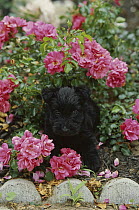 Scottish Terrier (Canis familiaris) puppy in flower bed amid Roses