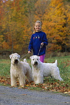 Soft Coated Wheaten Terrier (Canis familiaris) girl taking pair for a walk