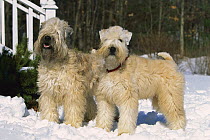 Soft Coated Wheaten Terrier (Canis familiaris) pair in the snow