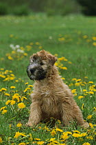 Soft Coated Wheaten Terrier (Canis familiaris) puppy in a field of Dandelion