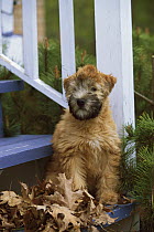 Soft Coated Wheaten Terrier (Canis familiaris) puppy on stairs