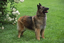 Belgian Tervuren (Canis familiaris) adult