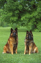 Belgian Tervuren (Canis familiaris) adult pair sitting on lawn
