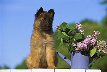 Belgian Tervuren (Canis familiaris) puppy