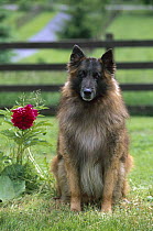Belgian Tervuren (Canis familiaris) adult sitting on grass