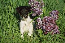 Smooth Fox Terrier (Canis familiaris) puppy sitting beside lilac flowers
