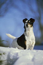 Smooth Fox Terrier (Canis familiaris) in snow