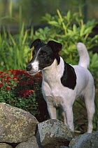 Smooth Fox Terrier (Canis familiaris) adult in garden