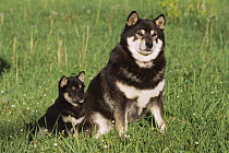 Shiba Inu (Canis familiaris) parent and puppy