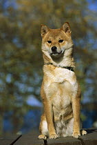 Shiba Inu (Canis familiaris) adult portrait