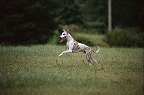 Whippet (Canis familiaris) running across lawn
