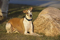 Whippet (Canis familiaris) adult laying in grass