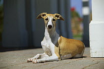 Whippet (Canis familiaris) adult resting on deck