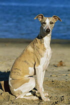 Whippet (Canis familiaris) portrait at beach