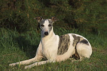 Whippet (Canis familiaris) laying in grass