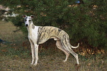 Whippet (Canis familiaris) male portrait