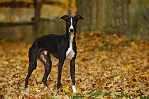 Whippet (Canis familiaris) standing in fallen leaves fall