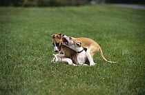 Whippet (Canis familiaris) puppy pair playing