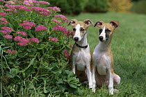Whippet (Canis familiaris) puppy pair sitting beside garden flowers