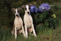 Whippet (Canis familiaris) puppy pair sitting by hydrangea bush