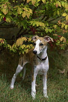 Whippet (Canis familiaris) puppy