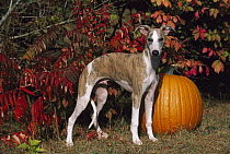 Whippet (Canis familiaris) puppy and pumpkin