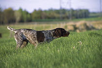 German Wirehaired Pointer (Canis familiaris) pointing in grass