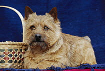 Norwich Terrier (Canis familiaris) portrait
