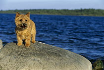 Norwich Terrier (Canis familiaris) on rock at beach