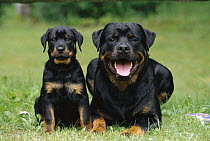 Rottweiler (Canis familiaris) male and puppy