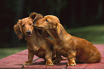 Miniature Long-haired Dachshund (Canis familiaris) pair kissing
