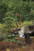 Caribou (Rangifer tarandus) bull scratching antlers against an evergreen sapling