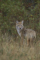 Coyote (Canis latrans) alert in field