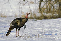 Wild Turkey (Meleagris gallopavo) male standing in snow showing breast tuft