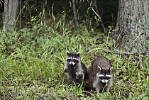 Raccoon (Procyon lotor) mother and baby at edge of forest, Ontario, Canada