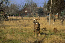 White-tailed Deer (Odocoileus virginianus) buck in a field by a house