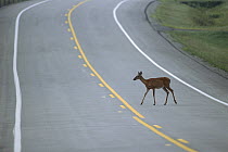 White-tailed Deer (Odocoileus virginianus) doe crossing paved road