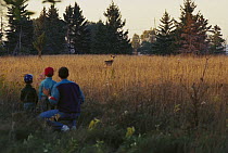 White-tailed Deer (Odocoileus virginianus) doe in field watched by father and two sons