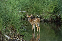 White-tailed Deer (Odocoileus virginianus) fawn standing in summer stream