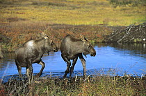 Moose (Alces alces shirasi) twin calves walking near pool