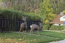Mule Deer (Odocoileus hemionus) or Black-tailed Deer pair on suburb lawn