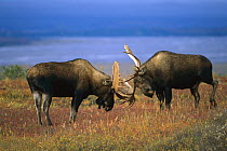 Moose (Alces alces shirasi) two large bulls fighting
