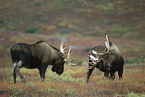 Moose (Alces alces shirasi) two large bulls fighting