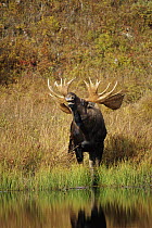 Moose (Alces alces) large bull lip curling by mountain pond, North America