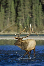 Elk (Cervus elaphus) large bull crossing a river
