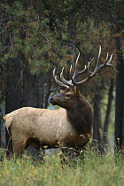 Elk (Cervus elaphus) large bull looking over shoulder
